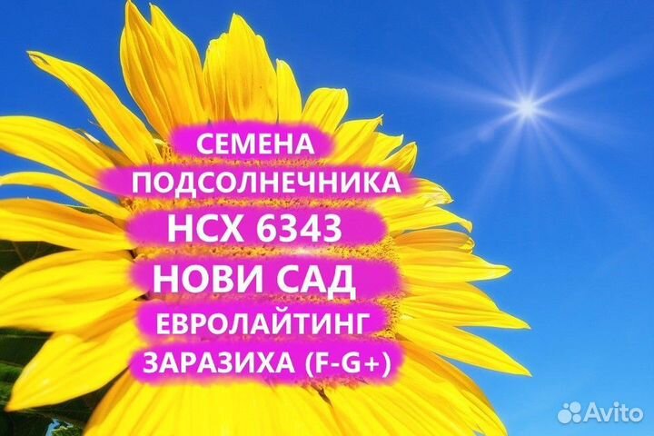 Семена подсолнечника нсх 6343 Евролайтинг Гибриды