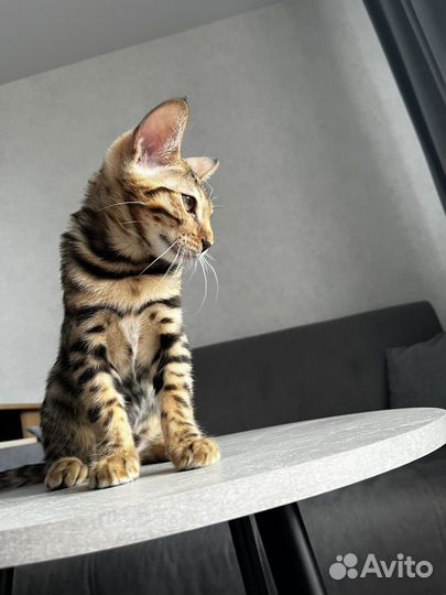Бенгальские котята
