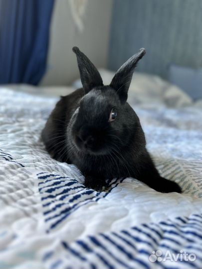 Карликовый кролик