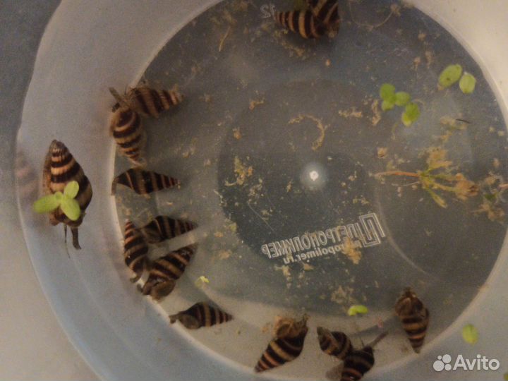 Улитки Хелена