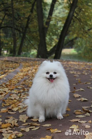 Вязка шпица