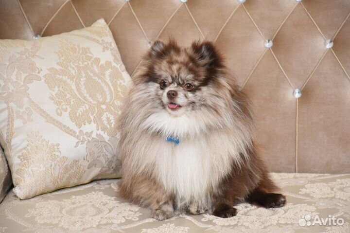 Кобель для вязки шпиц