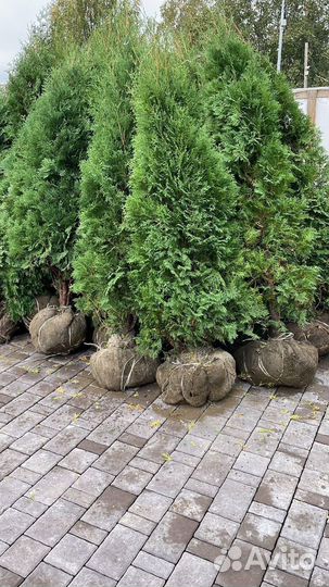 Туя Смарагд 2м