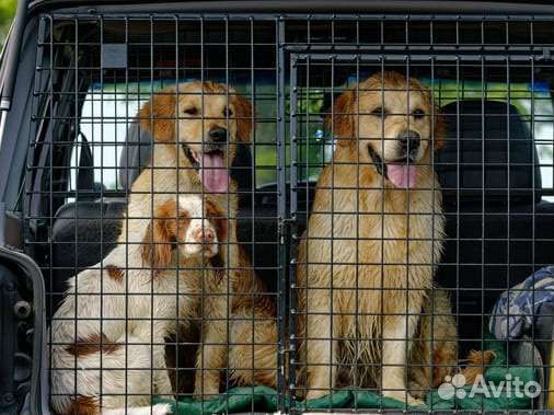 Коневоз, перевозка лошадей, крс, мрс 24/7