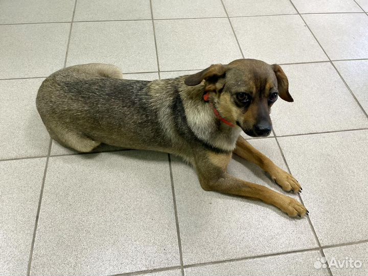 Собака ищет дом