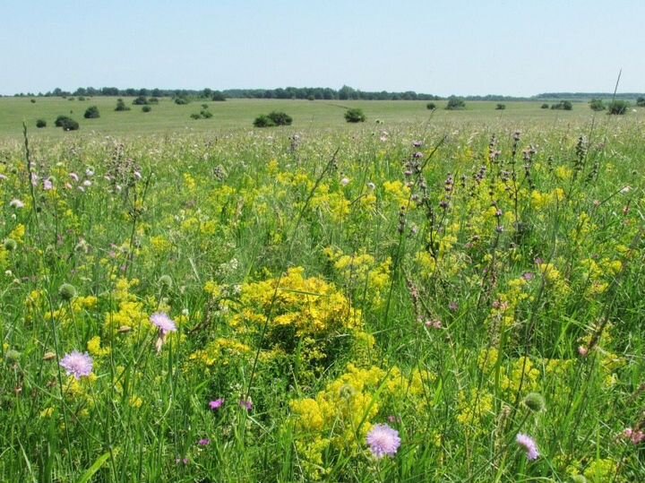 Участок 30 га (СНТ, ДНП)