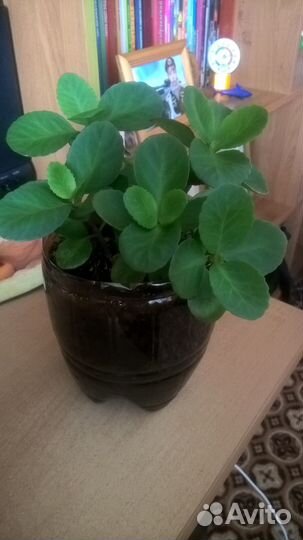 Каланхоэ красное