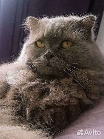 Котик вязка