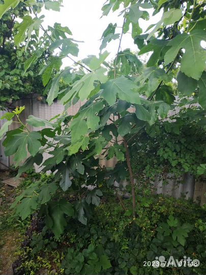 Инжир уже плодоносит