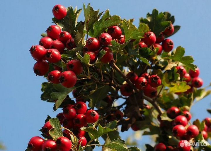 Саженцы боярышника обыкновенного