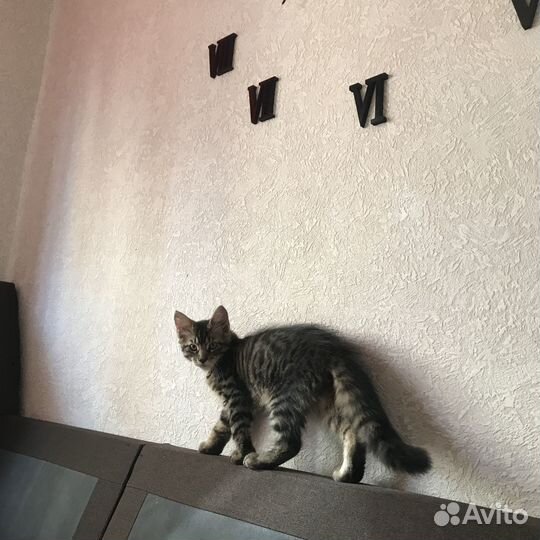 Отдам в добрые руки