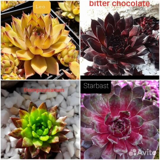 Набор молодило 25 сортов