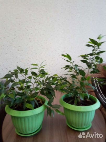 Фикус бенджамина