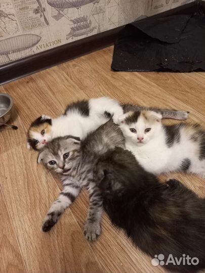 Кошка
