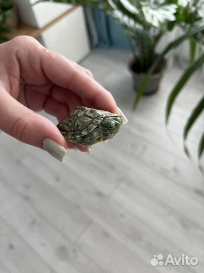 Красноухая черепаха