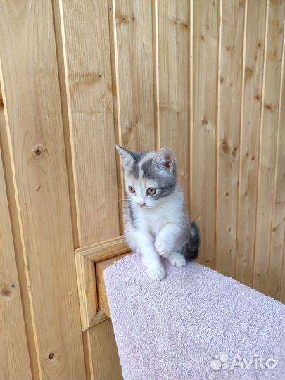 Котята, в добрые руки