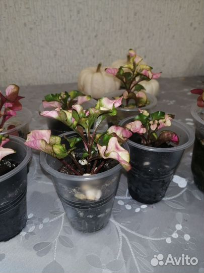 Альтернатера