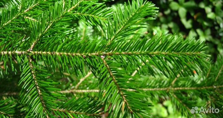 Пихтовое масло, живица кедров, терпентиновое масло