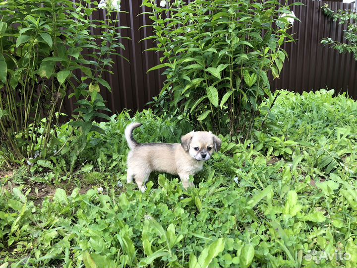 Щенки Чихуахуа длинношерстные