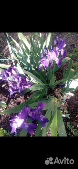 Ирисы