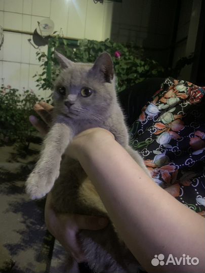 Кошка в дар бесплатно