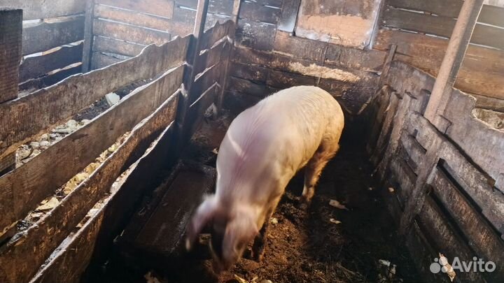 Хряк на племя