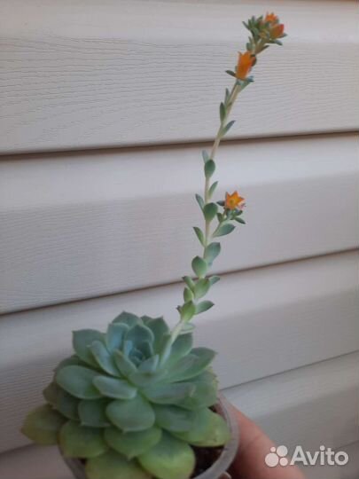 Суккуленты и мн др