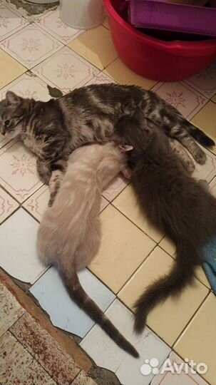 Котята красивучие ассорти