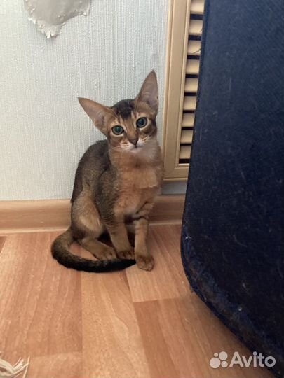 Абиссинская