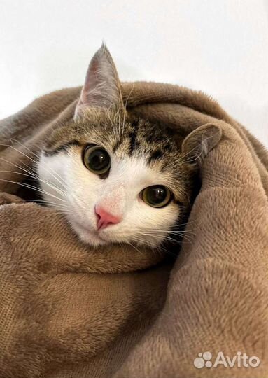 Котик Лео ищет дом