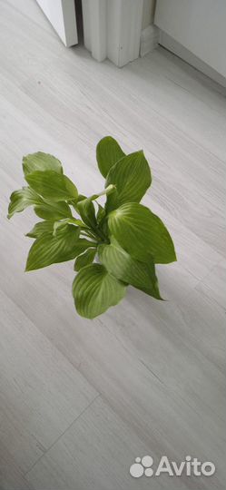 Хоста фиолетовая