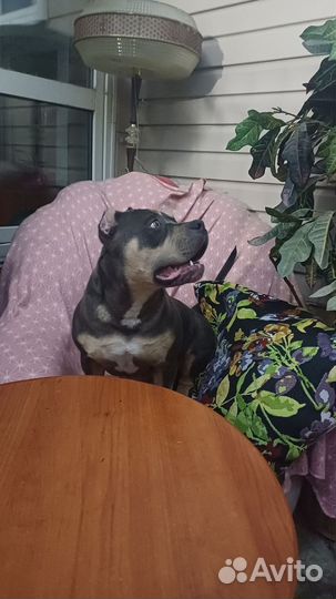 Американская буллЯ