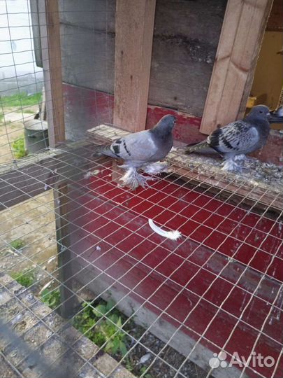 Голуби