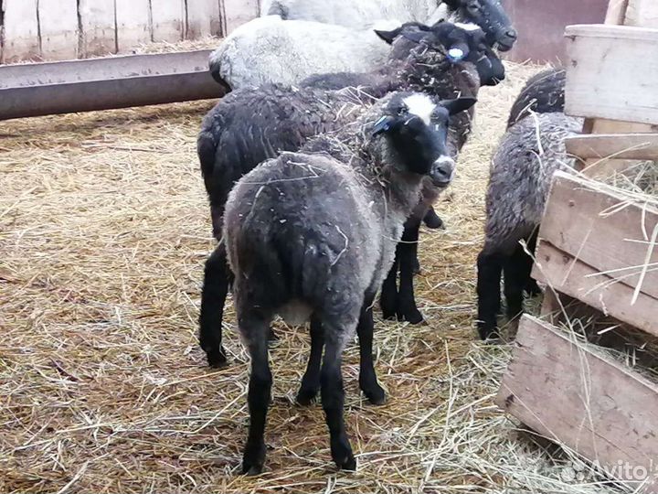 Овцы бараны ягнята