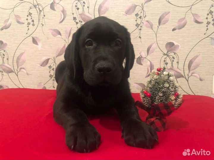 Щенки лабрадора. Все окрасы