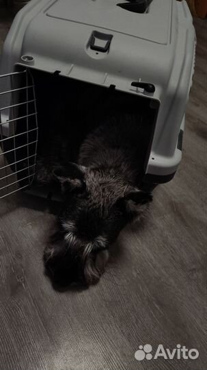 Переноска для средних собак