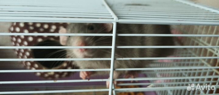 Продам двух крыс с клеткой