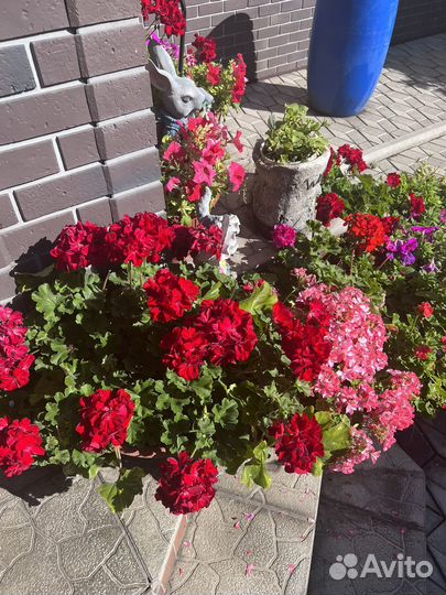 Пеларгония герань