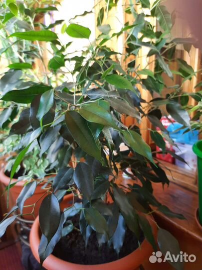 Фикус обыкновенный
