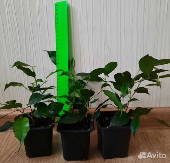 Фикус бенджамина пестролистный