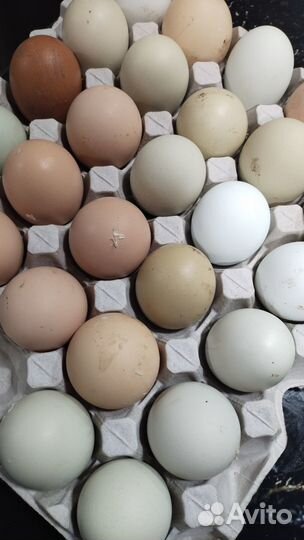 Продам мясо индеек, индоуток, бройлеров, петушков