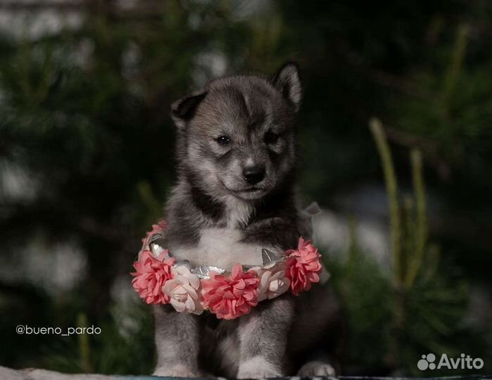 Хаски агути щенки
