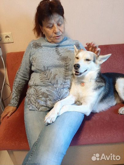 Зооняня. Выгул собак, передержка. Выгульщик