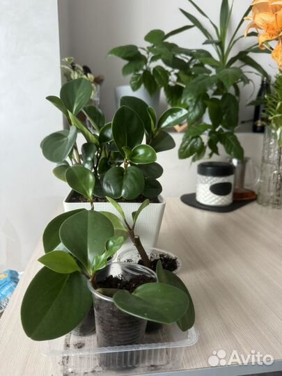 Пепермония туполистная