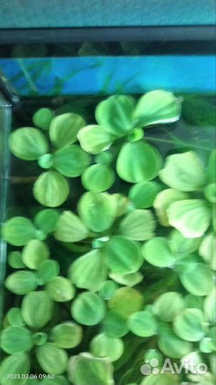 Водоросли для аквариума пистия, ракушки