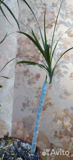 Саженцы комнатных растений