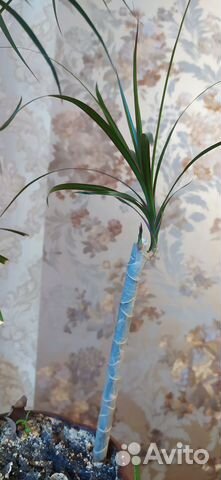 Саженцы комнатных растений