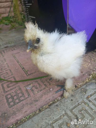 Куры несушки