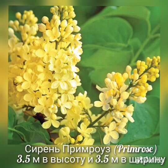 Сирень сортовая