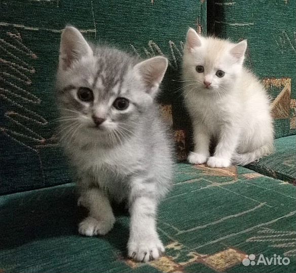 Котенок красавец